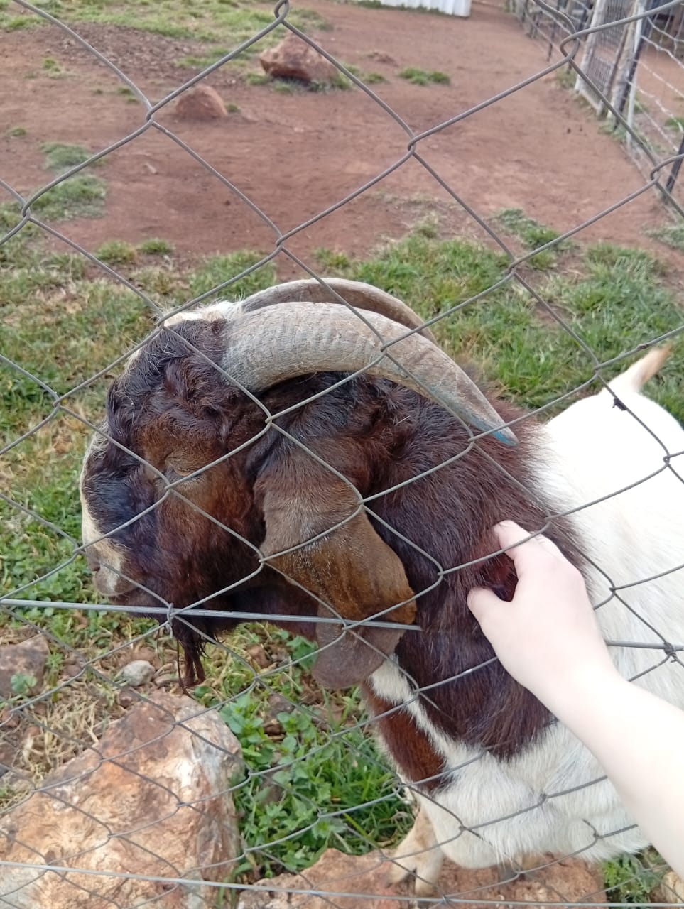 goats